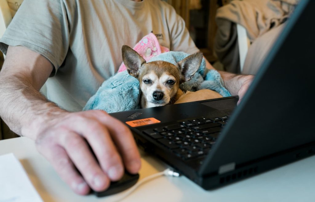 dog on laptop with human